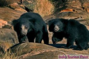 Bandhavgarh National Park Bear Pics