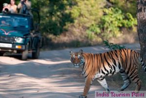 Bandhavgarh National Park Image Gallery