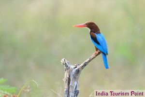 Bharatpur Bird Sanctuary Photo