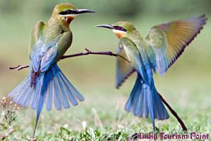 Bharatpur Bird Sanctuary Photos