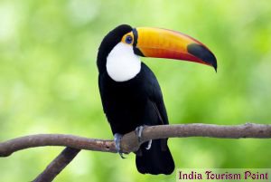 Bharatpur Bird Sanctuary Pictures