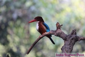 Bharatpur Bird Sanctuary Still