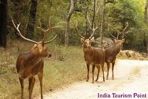 Kanha National Park Image Pictures