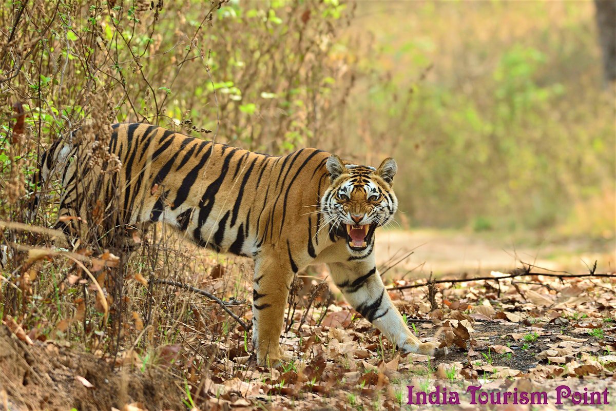 kanha-national-park-tourism-wildlife-sanctuary-tigers-in-madhya-pradesh