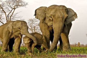 Kaziranga National Park Elephant Photos