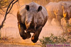Kaziranga National Park Rhinos Pics