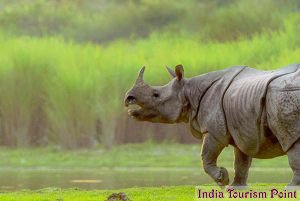 Kaziranga National Park Rhinos Pictures