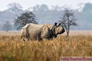 Kaziranga National Park Rhinos Stills