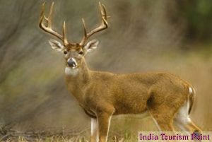 Kaziranga National Park Sambar Dear Images