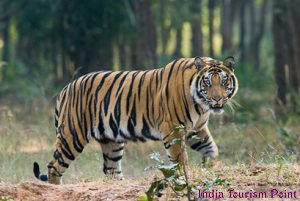 Kaziranga National Park Tiger Images