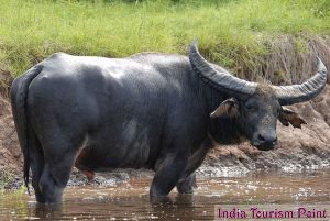 Kaziranga National Park Wild Buffaloes Stills