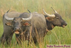Kaziranga National Park Wild Buffaloes Wallpapers