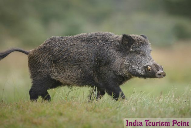 Sariska Tiger Reserve Tourism Wildlife Sanctuary, Tigers, Leopad in ...